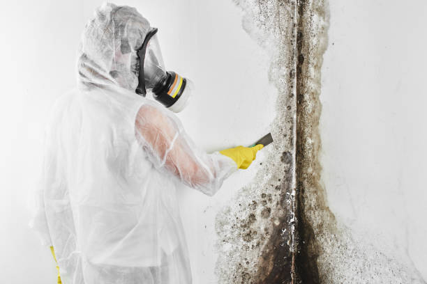 Best Certified Mold Removal  in Mccordsville, IN