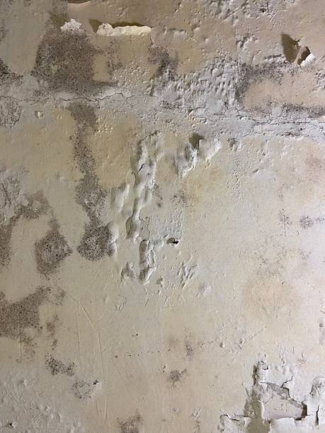 Home Mold Removal in Mccordsville, IN