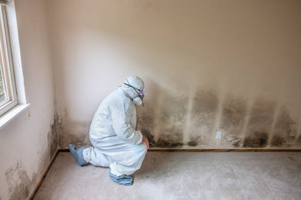 Best Commercial Mold Removal  in Mccordsville, IN