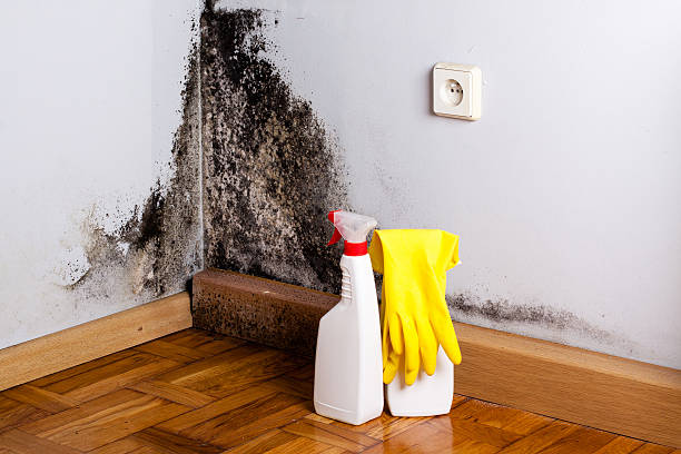 Best Mold Removal Company Near Me  in Mccordsville, IN