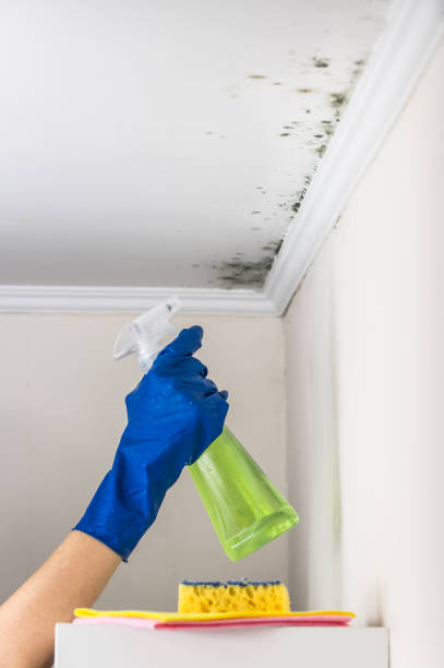 Best Mold Damage Repair  in Mccordsville, IN